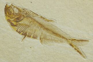 Detailed Fossil Fish (Diplomystus) - Wyoming #363903