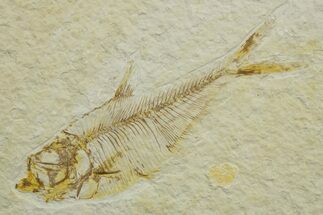 Fossil Fish (Diplomystus) - Wyoming #363906