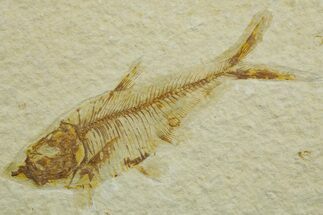 Fossil Fish (Diplomystus) - Wyoming #363909