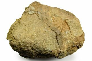 Dinosaur (Triceratops) Bone Section - Montana #366582