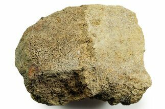 Dinosaur (Triceratops) Bone Section - Montana #366583