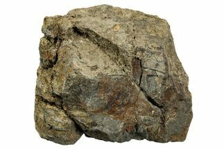 Dinosaur (Triceratops) Bone Section - Montana #366565