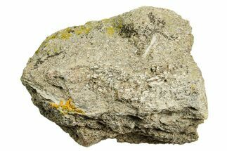 Dinosaur (Triceratops) Bone Section - Montana #366568