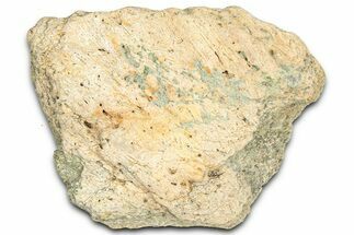 Dinosaur (Triceratops) Frill Shield Section - Montana #366626
