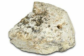 Dinosaur (Triceratops) Frill Shield Section - Montana #366628