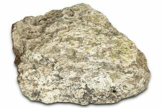 Dinosaur (Triceratops) Frill Shield Section - Montana #366629