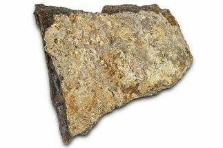 Dinosaur (Triceratops) Frill Shield Section - Montana #366645