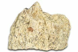 Dinosaur (Triceratops) Frill Shield Section - Montana #366657