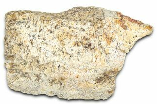 Dinosaur (Triceratops) Frill Shield Section - Montana #366660