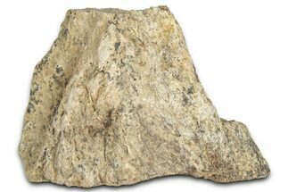 Dinosaur (Triceratops) Frill Shield Section - Montana #366662