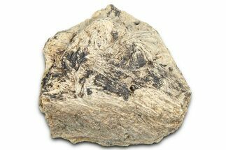 Dinosaur (Triceratops) Frill Shield Section - Montana #366667