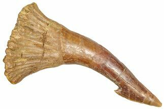 Bargain, Fossil Sawfish (Onchopristis) Rostral Barb - Morocco #366670