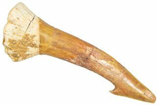 Bargain, Fossil Sawfish (Onchopristis) Rostral Barb - Morocco #366675