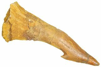 Bargain, Fossil Sawfish (Onchopristis) Rostral Barb - Morocco #366680