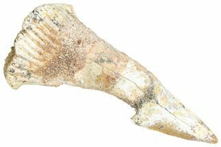 Fossil Sawfish (Onchopristis) Rostral Barb - Morocco #366704