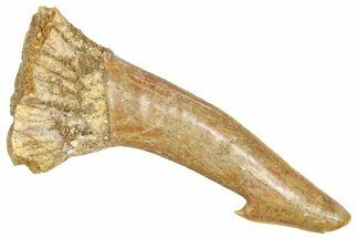 Fossil Sawfish (Onchopristis) Rostral Barb - Morocco #366711