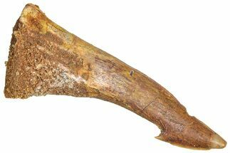 Fossil Sawfish (Onchopristis) Rostral Barb - Morocco #366712
