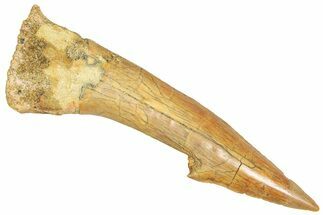 Huge, Fossil Sawfish (Onchopristis) Rostral Barb - Morocco #366719