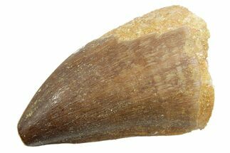 Fossil Mosasaur (Thalassotitan) Tooth - Morocco #364038