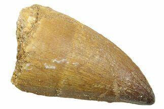 Fossil Mosasaur (Thalassotitan) Tooth - Morocco #364042