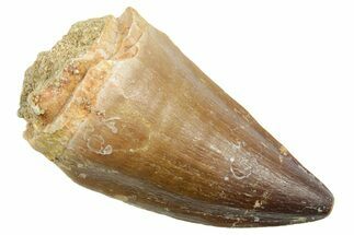Fossil Mosasaur (Thalassotitan) Tooth - Morocco #364044