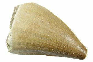 Fossil Mosasaur (Thalassotitan) Tooth - Morocco #364047