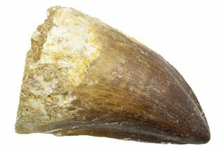 Fossil Mosasaur (Thalassotitan) Tooth - Morocco #364057