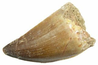 Fossil Mosasaur (Thalassotitan) Tooth - Morocco #364060