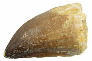 Fossil Mosasaur (Thalassotitan) Tooth - Morocco #364063