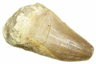 Fossil Mosasaur (Mosasaurus) Tooth - Feeding Worn Tip #364067