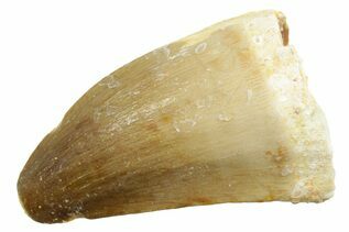Buy Mosasaur