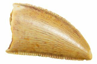 Serrated Raptor Tooth - Real Dinosaur Tooth #364870