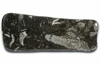 Polished Devonian Fossil Coral and Bryozoan Plate - Morocco #365119