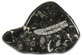 Polished Devonian Fossil Coral and Bryozoan Plate - Morocco #365128