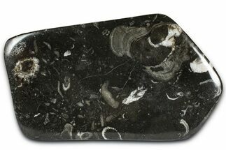 Polished Devonian Fossil Coral and Bryozoan Plate - Morocco #365130