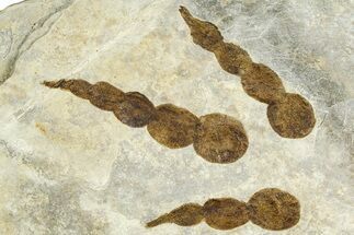 Dinosaur (Grallator) Track - Negative Impression #366845