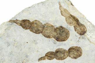 Dinosaur (Grallator) Track - Negative Impression #366856