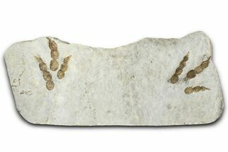 Plate of Dinosaur (Grallator) Tracks - Positive & Negative #366864