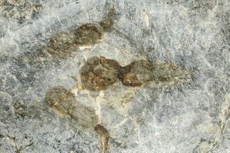 Dinosaur (Grallator) Track - Positive Impression #366865