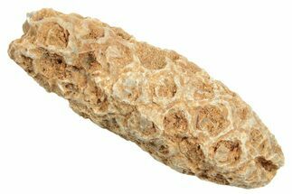 Fossil Cycadophyte Seed Cone - Boujdour, Morocco #349003