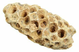 Fossil Cycadophyte Seed Cone - Boujdour, Morocco #349005