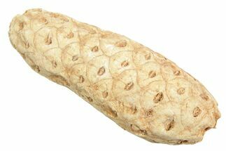 Fossil Cycadophyte Seed Cone - Boujdour, Morocco #349011