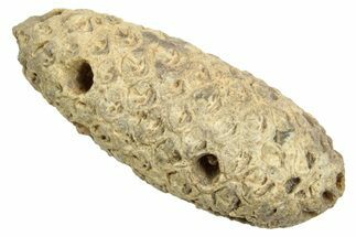 Fossil Cycadophyte Seed Cone - Boujdour, Morocco #349029
