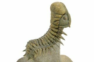 Flying Crotalocephalina Trilobite - Exposed Hypostome #359239