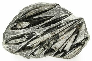 Polished Fossil Orthoceras (Cephalopod) Plate - Morocco #359663