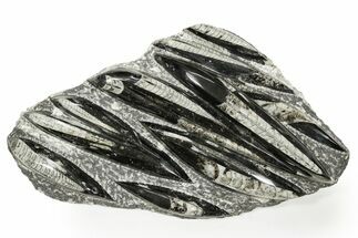 Polished Fossil Orthoceras (Cephalopod) Plate - Morocco #359666