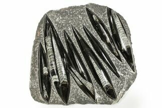 Polished Fossil Orthoceras (Cephalopod) Plate - Morocco #359677
