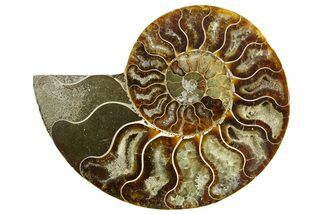 Cut & Polished Ammonite Fossil (Half) - Madagascar #364858