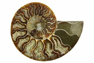 Cut & Polished Ammonite Fossil (Half) - Madagascar #364861