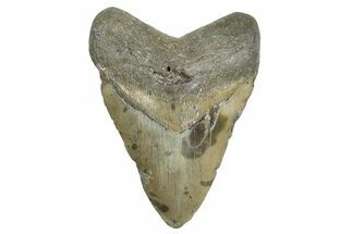 Fossil Megalodon Tooth - North Carolina #365990